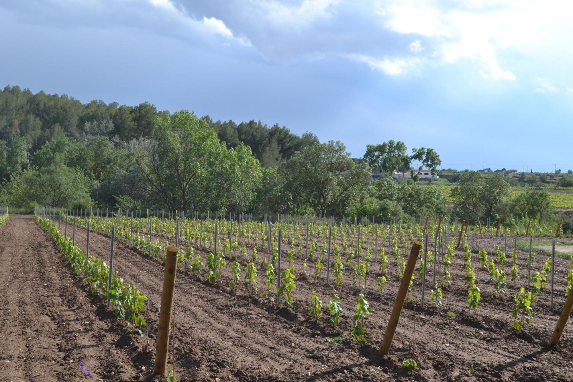 Vila Casa Cal Tofol Font-Rubi Exteriér fotografie
