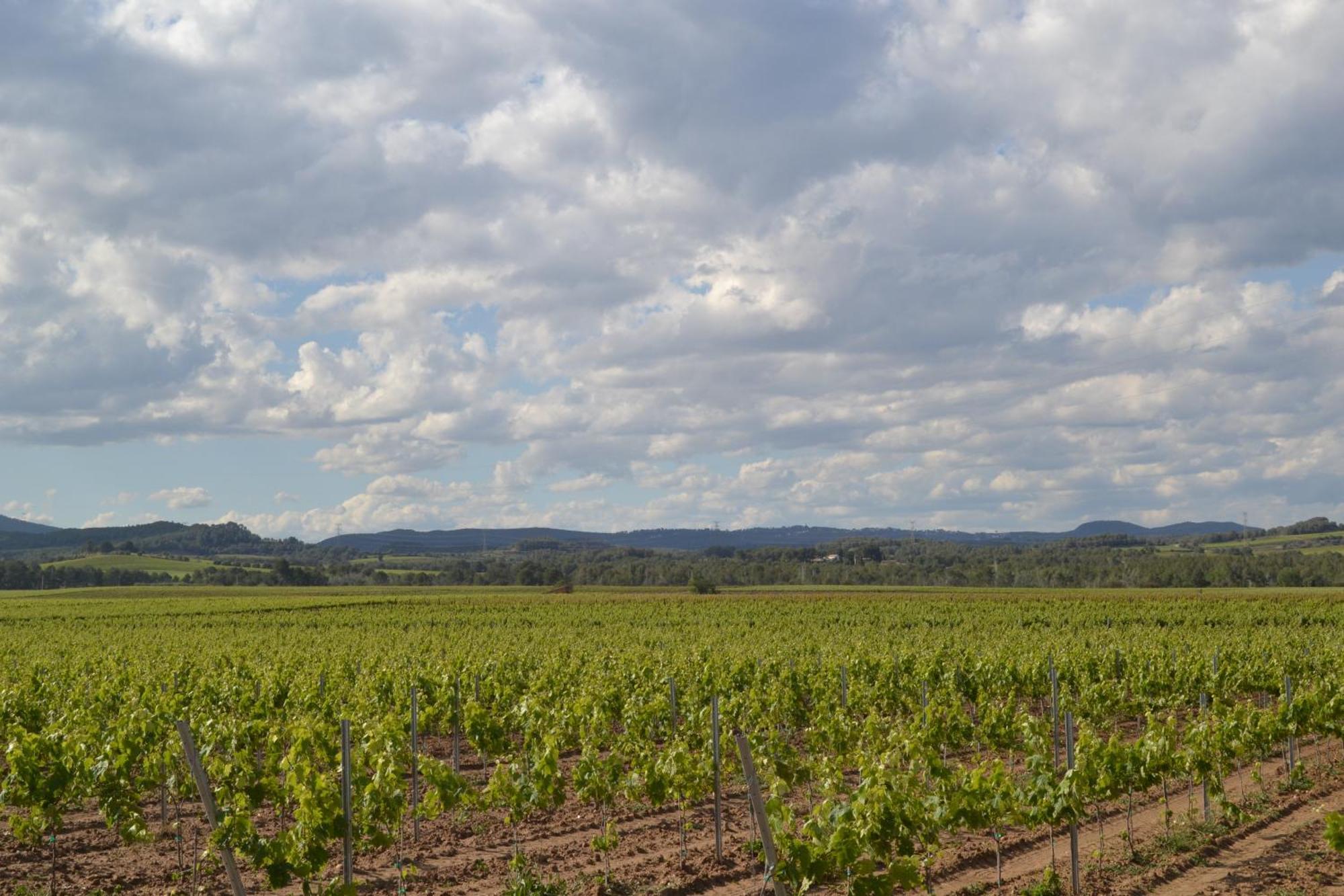 Vila Casa Cal Tofol Font-Rubi Exteriér fotografie